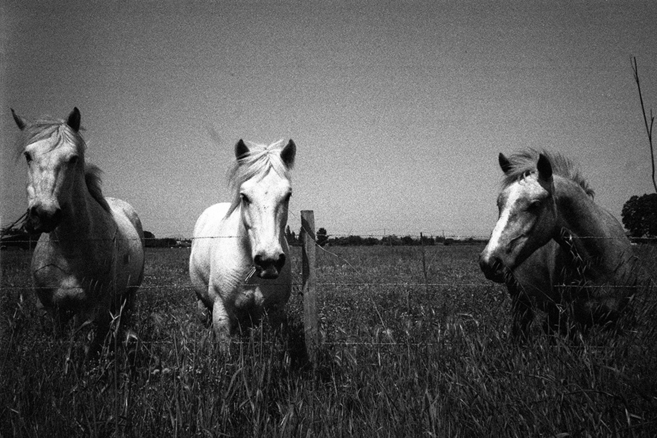 Fotografia in stampa naturale con cavalli in bianco e nero